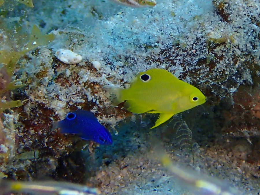 あやnote] お魚の色に注目 | シーサー阿嘉島「うみ日記」