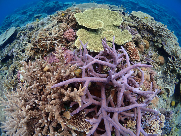 新ポイントはテーブル珊瑚が超巨大 みうらログ | シーサー阿嘉島「うみ