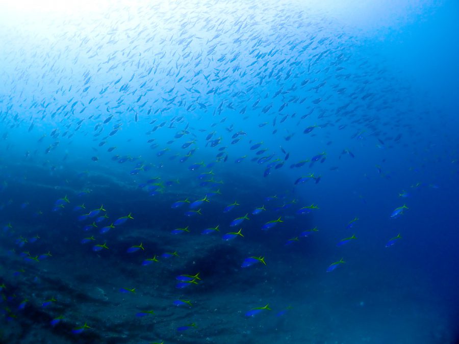 外洋の魚影は一味違う みうらログ シーサー阿嘉島 うみ日記